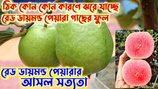 ঠিক কোন কোন কারণে ঝরে যাচ্ছে রেড ডায়মন্ড পেয়ারা গাছের ফুল এর থেকে রক্ষা পেতে কি করবেন