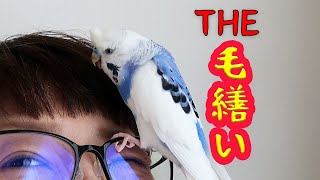 セキセイインコ、飼い主に毛繕い