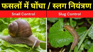 घोंघा / स्लग का फसलों में नियंत्रण | Snail \u0026 Slug Control | Krishi Network