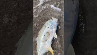 Surfcasting For Jack Crevalle #surfcasting #fishing #shorts