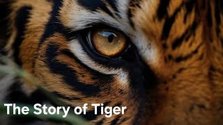 The Tale of Timmy the Brave Tiger |  Story part 1 #animallover #forest #kidsfun #jungle #wolf