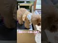 ブルブルしてる愛犬🐶なんか楽しそうに尻尾振ってました。　トイプーうた