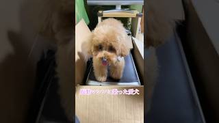 ブルブルしてる愛犬🐶なんか楽しそうに尻尾振ってました。　トイプーうた