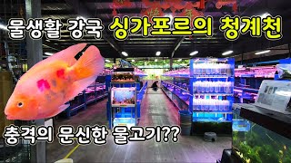 청계천 수족관 거리가 한 건물안에? 싱가포르 열대어 도매상의 모습은??[오브리더]