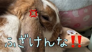 【爆睡】邪魔するな🐇‼️