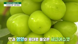 [방방콕콕제철이간다] 여름의 보석 ‘샤인머스캣’💚