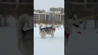 雪地里撒欢儿 愿每个小狗都能遇见好的主人 让狗狗在被爱里长大 雪地里撒欢