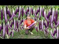 Harvesting Many Eggplant Go To Market Sell - Caring For Chickens, Ducks And Pigs | Free Bushcraft