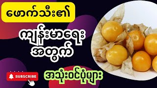 ဖောက်သီး၏ ကျန်းမာရေးအတွက် အကျိုးပြုပုံများ