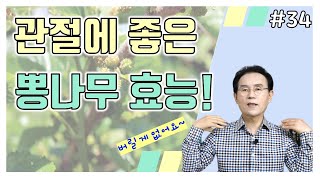 34. 관절에 좋은 뽕나무 가지 차(상지차)만들기! 버릴게 없는 뽕나무 효능｜건강백과