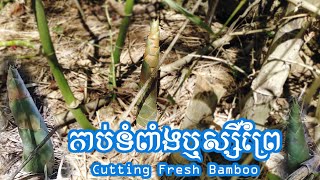 កាប់ទំពាំងឬស្សីព្រៃក្បែរផ្ទះ Fresh Bamboo Cutting