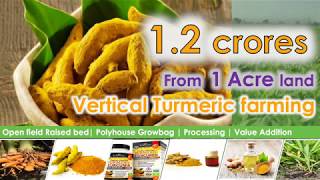 Earn 1.2 crores with Vertical Turmeric farming. Detailed and Accurate information.