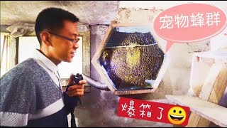 蜜蜂挂室内当宠物，2个月后如愿爆箱品蜜，再次玩起新花样 | 山野蜂哥