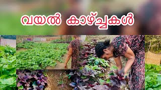 അമ്മയുടെ കൃഷിയും /  വയൽ കാഴ്ച്ചകളും##natural#farming#organic#villagelife#ammalove