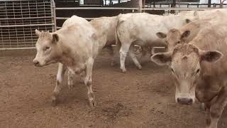 Narweena Charolais X Steer Weaners 80