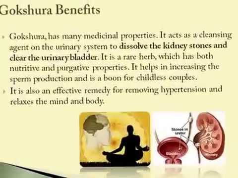 Gokshura Benefits - YouTube