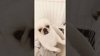 APT舌チロがかわいいペキニーズの子犬#pekingese#puppy #페키니스#北京犬#鼻ぺちゃ犬