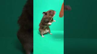 Trick 🐹 #pethamster #hamstertricks