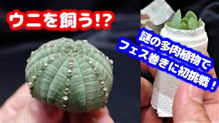 ウニの骨格と フェス巻きを 飼う!?【ユーフォルビア】【オベサ】【謎の多肉植物】【多肉植物】【ボタニカルライフ】【Botanical life】