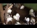 Mixing different species birds with Rabbits (Colony breeding lovebirds)