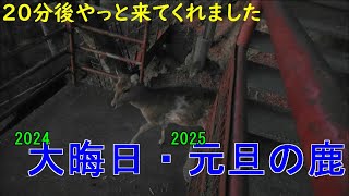 大晦日・元日の鹿