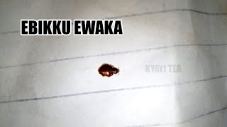 Ebikku Wobisanga Munyumba Webikulumba Ewa Manya Binno Bikulu nyo Ebiwuka Bino