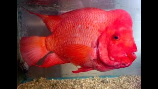 ikan midas cichlid (amphilophus citrinellus) || salah satu moyang louhan