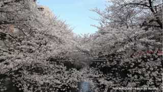 TOKYO SAKURA at MEGURO RIVER 東京 目黒川の桜 HD 2012