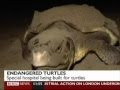 BBC News - Tourism Endangers Turtles