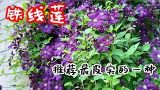 什么铁线莲最好养？强烈推荐抗病能力强，花量大的铁线莲！How to grow Polish spirit clematis?