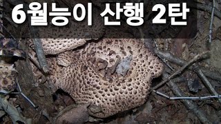 21년6월28일 능이산행2탄  June 28, 21 to Mount Neungi Part 2