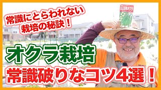 家庭菜園や農園のオクラ栽培で常識にとらわれない！常識破りな栽培の秘訣４選！【農園ライフ】