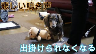 【愛犬】寂しい時はさすがに吠えちゃうミニチュアダックス