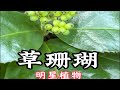 国民草本，流传千年，他就是明星植物草珊瑚，你小时候吃的草珊瑚含片、用的草珊瑚牙膏 就是它哟