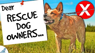 Dear Rescue Dog Owners, Stop Doing THIS