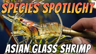 Asian Glass Shrimp (Macrobrachium lanchesteri) Freshwater Prawn Aquarium Species Profile \u0026 Care