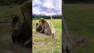 A warthog went crazy and kicked a leopard. A wonderful animal scene. See which one is more fierc