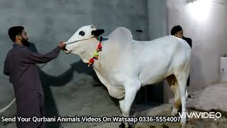 2020 Home Qurbani Bull Of Uzair Bhai.Send Your Qurbani Animals Videos on WhatsApp 0336-5554007