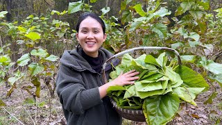 Can frost-covered mulberry leaves be used like this?Make your own mulberry leaf tea