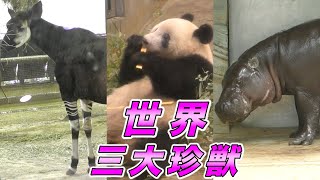 日本で「珍獣」と呼ばれる３種の動物たち【世界三大珍獣〜オカピ ・コビトカバ・ジャイアントパンダ】