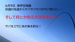 ６月９日　東伊豆地磯　サバが先週の１００倍はいる感じなんですが・・・サバの背掛けであの魚を釣る！