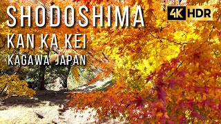 【4K HDR】Shodoshima Kankakei Kagawa Japan | Beautiful autumn leaves with Peaceful Piano Music 小豆島 寒霞渓