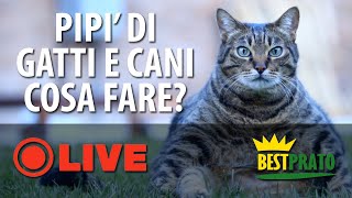 PIPÌ DI GATTI E CANI NEL PRATO. COSA FARE?