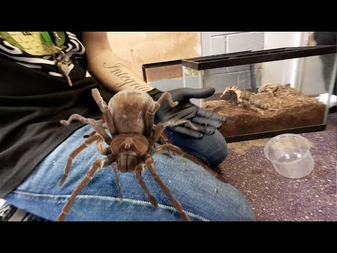 The Biggest Spider In The World - Animals Around The Globe