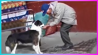 45 Animals That Asked People for Help & Kindness Compilation!