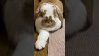 Rabbit Checkmate[French Lop]#Shorts