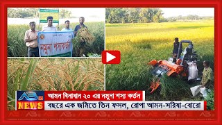 আমন বিনাধান ২০ এর নমুনা শস্য কর্তন, বছরে এক জমিতে তিন ফসল!