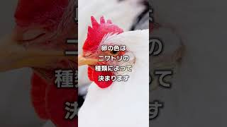 【ゆっくり解説】知っていて損はない、食の雑学『茶色の卵と白い卵の違いは？』#shorts