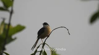 Calls of Ashy Prinia ||  Prinia socialis || Ashy Wren-Warbler