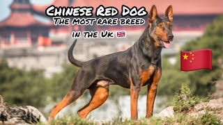 Is The Chinese Red Dog The Most Rare Dog In The UK 🇬🇧